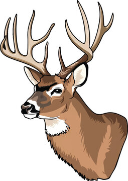 Realistic white-tailed deer head, 