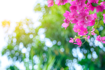 Blooming bougainvillea Bouquet on tree.Magenta flowers.Bougainvillea flowers as a background.Floral background.