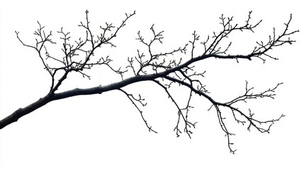 Silhouette of a Tree Branch with Buds