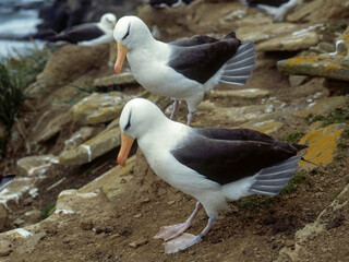 Albatros à sourcils noirs, Parades, nid, Thalassarche melanophris, Black browed Albatross, Iles Falkland, Iles Malouines