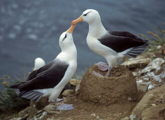 Albatros à sourcils noirs, Parades, nid, Thalassarche melanophris, Black browed Albatross, Iles Falkland, Iles Malouines
