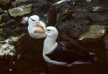 Albatros à sourcils noirs, Parades, nid, Thalassarche melanophris, Black browed Albatross, Iles...