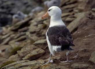 Albatros à sourcils noirs, Thalassarche melanophris, Black browed Albatross, Iles Falkland, Iles Malouines