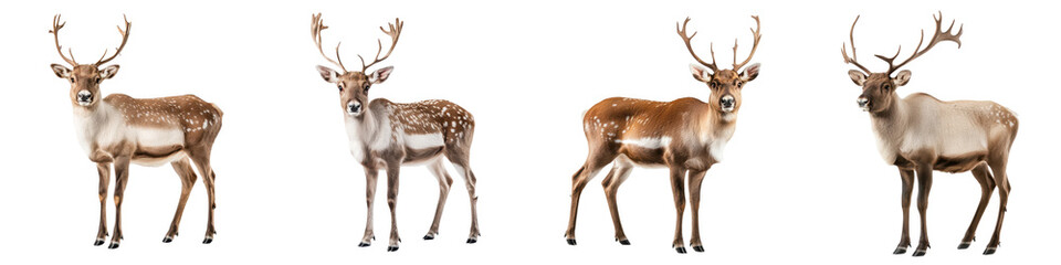 Obraz premium Realistic reindeer with antlers, isolated on transparency background