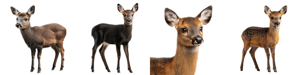 Obraz premium Tufted deer standing in various poses, showcasing their unique features and expressions, isolated on transparent background.