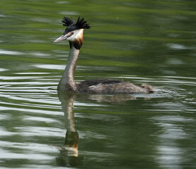 The great crested grebe (Podiceps cristatus) is a member of the grebe family of water birds. The bird is characterised by its distinctive appearance.