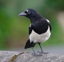 Magpies are birds of various species of the family Corvidae. Like other members of their family, they are widely considered to be intelligent creatures.
