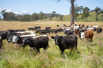 beautiful cattle in Australia  eating grass, grazing on pasture. Herd of cows free range beef being regenerative raised on an agricultural farm. Sustainable farming 