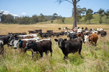 beautiful cattle in Australia  eating grass, grazing on pasture. Herd of cows free range beef being regenerative raised on an agricultural farm. Sustainable farming 