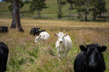 beautiful cattle in Australia  eating grass, grazing on pasture. Herd of cows free range beef being regenerative raised on an agricultural farm. Sustainable farming 