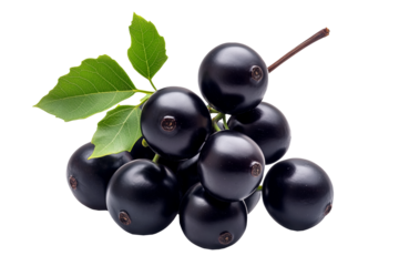 Fresh dark purple acai or Jabuticaba berries with green leaves, isolated on white transparent background. Concept of healthy nutrition and superfoods
