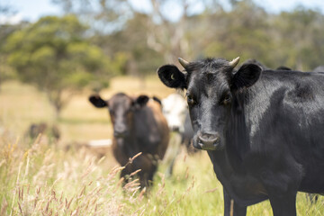 beautiful cattle in Australia  eating grass, grazing on pasture. Herd of cows free range beef being regenerative raised on an agricultural farm. Sustainable farming 