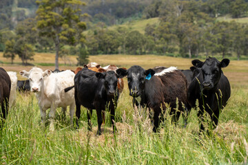 beautiful cattle in Australia  eating grass, grazing on pasture. Herd of cows free range beef being regenerative raised on an agricultural farm. Sustainable farming 
