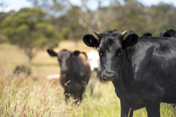 beautiful cattle in Australia  eating grass, grazing on pasture. Herd of cows free range beef being regenerative raised on an agricultural farm. Sustainable farming 