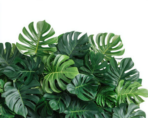 Vibrant green monstera leaves create a lush tropical feel.