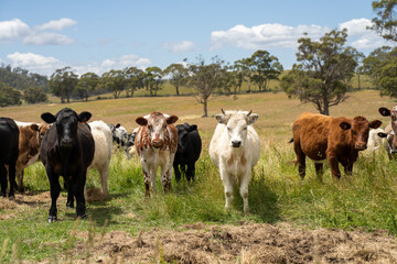beautiful cattle in Australia  eating grass, grazing on pasture. Herd of cows free range beef being regenerative raised on an agricultural farm. Sustainable farming 