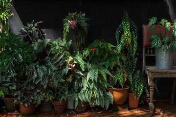 Polka Dot Begonia (Begonia Maculata) Plant