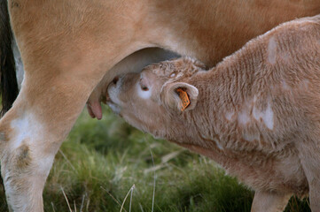 vache d'Aubrac , veau tétant © Labat-Rouquette