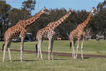 Giraffes looking the same way