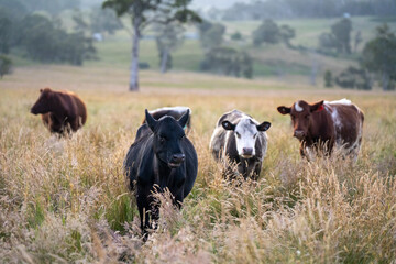 beautiful cattle in Australia  eating grass, grazing on pasture. Herd of cows free range beef being regenerative raised on an agricultural farm. Sustainable farming 