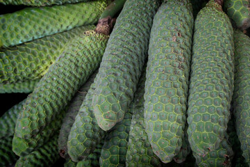 Close-Up of Green Monstera Deliciosa Fruit with Tile-Like Patterns