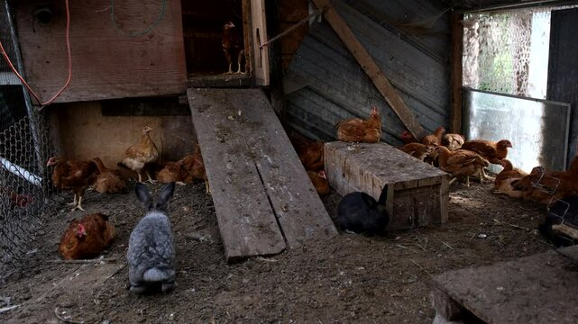 lot of young organic broilers or meat chickens being cage free raised in backyard farm enclosure 