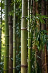 Obraz premium green wallpaper, Close-up of fresh bamboo stalks against vibrant greenery