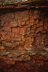 tree bark, decayed wood, old tree, tree interior