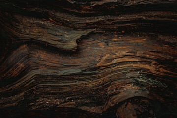 tree bark, forest, nature scenery, tree trunk