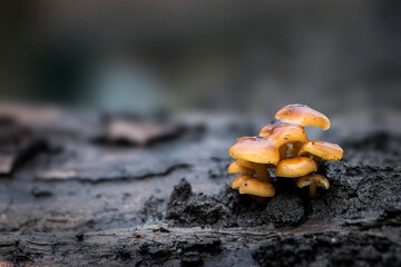 Fall mushrooms