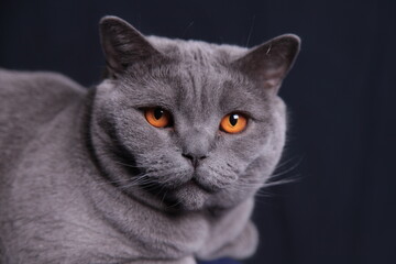 British Kurzhaar Kater mit Bernstein farbigen Augen