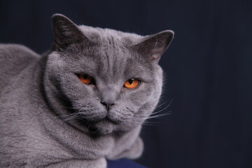 British Kurzhaar Kater mit Bernstein farbigen Augen