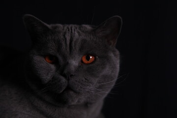 British Kurzhaar Kater mit Bernstein farbigen Augen