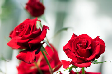 Red rose flower background. Red roses on a bush in the garden, close-up. Red rose flower with water drops after rain or morning dew. Red Rose, Magic, passion. flowering season, gardening, flower bed