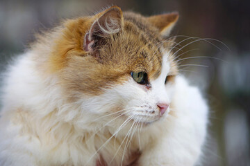 long-haired cat's face with large green eyes, selective focus. cat head, beautiful, fluffy, domestic cat, portrait. three-colored cat Close-up. pet or stray animal