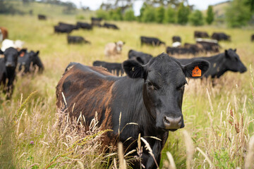 beautiful cattle in Australia  eating grass, grazing on pasture. Herd of cows free range beef being regenerative raised on an agricultural farm. Sustainable farming 