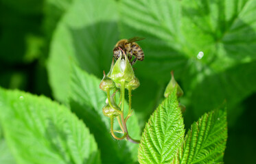 a honey bee is sitting on the bud close up 