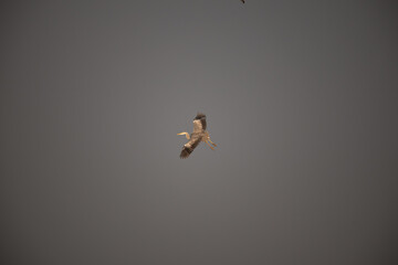 The majestic grey heron in flight, its wings outstretched and feather catching the light.. it fly against a clear sky, with blurred background.