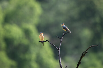 The beautiful small , pair of red rumped swallow bird perched on a thin, bare branch.  The background is blurred and appears to be a green forest.