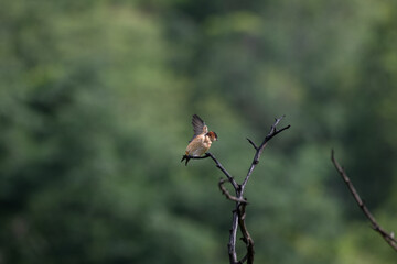 The beautiful small , red rumped swallow bird perched on a thin, bare branch. Its about to take flight. The background is blurred and appears to be a green forest.