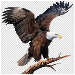 american bald eagle isolated on transparent background cutout