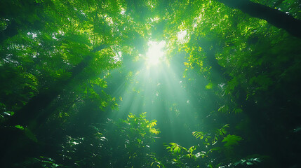 Obraz premium Sunlight streams through a dense green forest, its rays filtering between the trees.