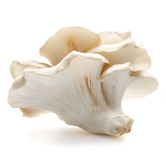 Naklejka premium Fresh Oyster Mushroom Isolated on White Background