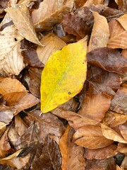 Yellow leaf on brown autumn foliage. Forest or park leaves after the rain. Natural autumn fall vertical background.