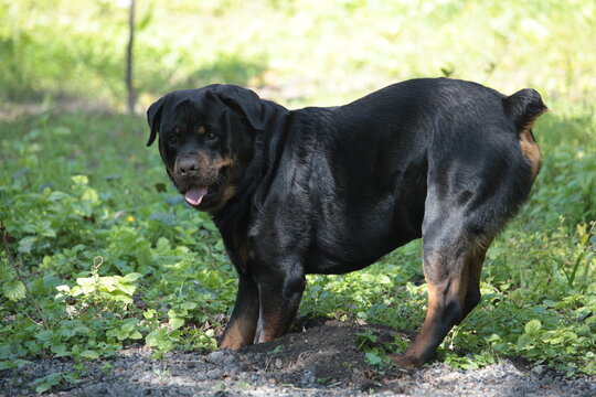 Rottweiler beim graben buddeln im Garten