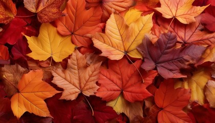 Autumn leaves in warm colors. Perfect for fall backgrounds.