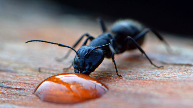 Camponotus. black ant drinks water, close-up portrait, macro photography. one ant drinks a drop of dew, on a wooden natural background. thirst, drought. macro nature. carpenter, woodboring ant