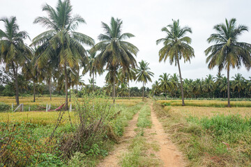 India, Karnataka, a group of palm trees next to a tree