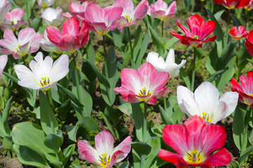 Beautiful tulip flower garden. The Expo 70 Commemorative Park, Osaka, Japan