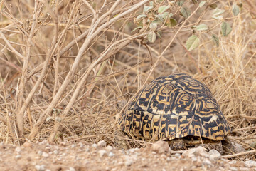 Leopard tortoise (Stigmochelys pardalis) turtle walking in dry grassland in Tarangire National Park in Tanzania East Africa